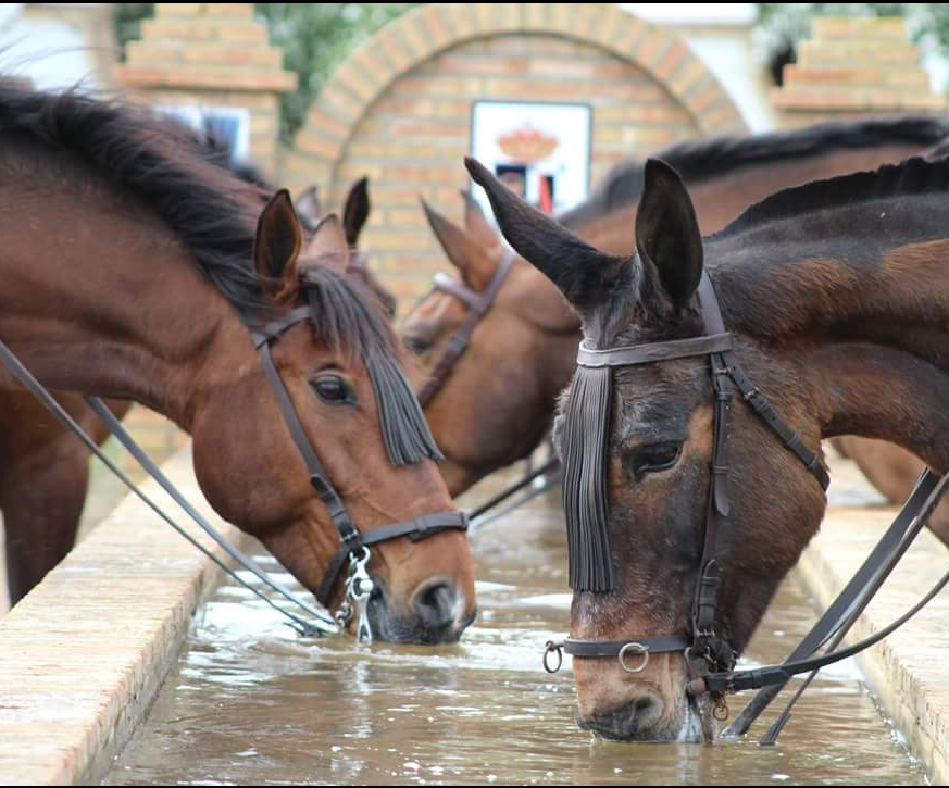 Pozos de agua para animales